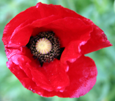Klatschmohn-3.jpg
